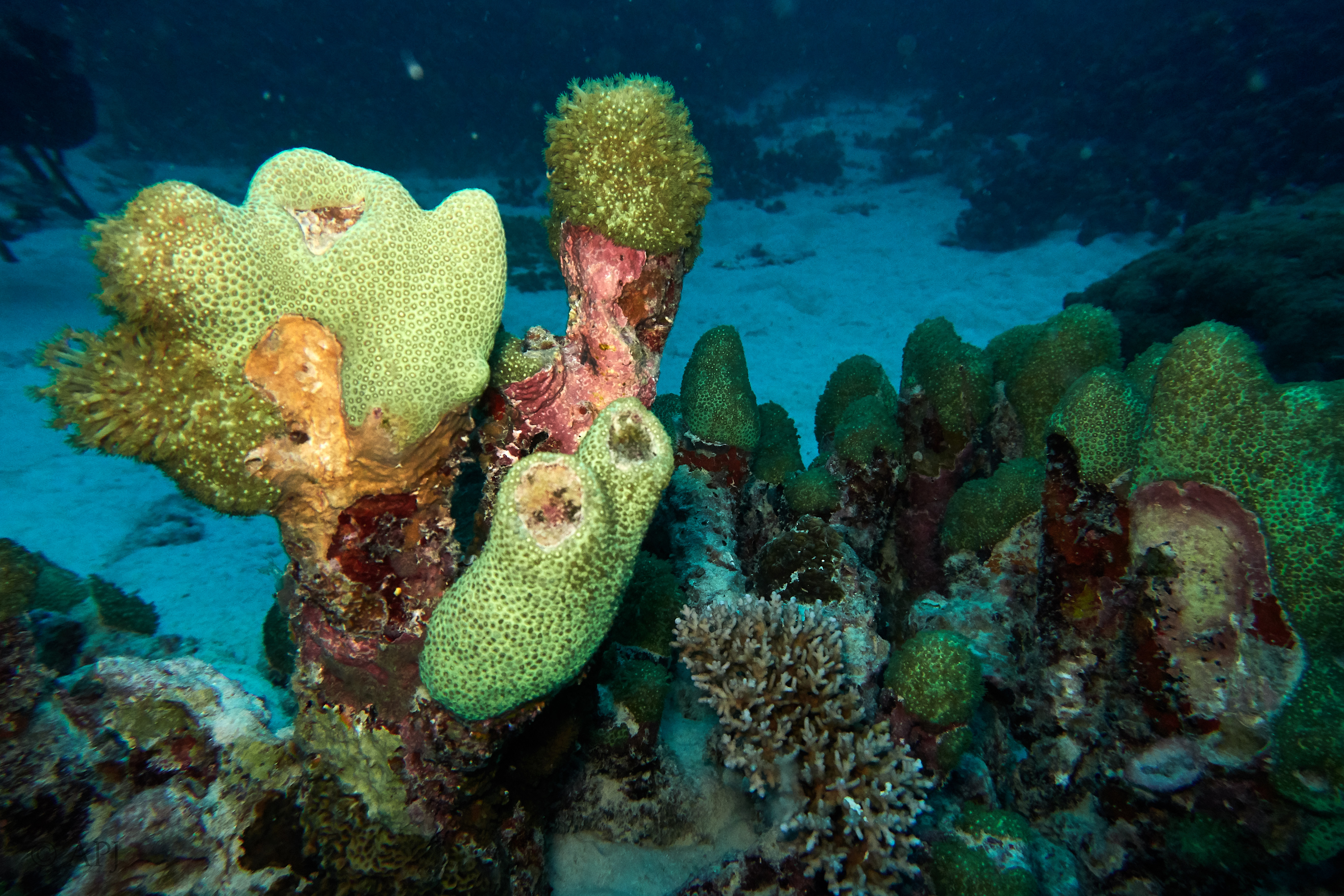 000561 14 08 17  Canon PowerShot G7 X Mark II   Malediven2017